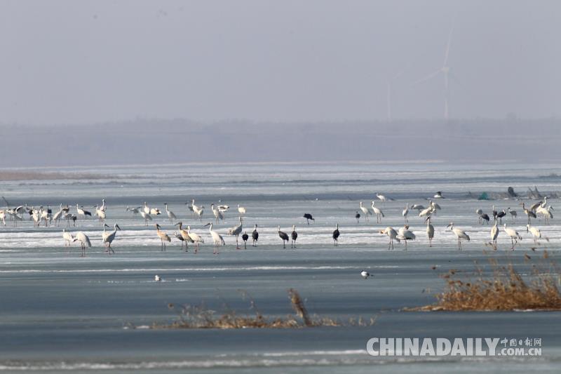 2000只白鶴會集吉林鎮賚 唱響春天的序曲