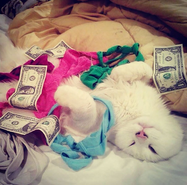 當(dāng)“不靠譜”人類接管你的寵物之后……