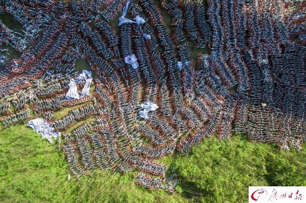 航拍廣州共享單車中轉(zhuǎn)站　密密麻麻如彈簧