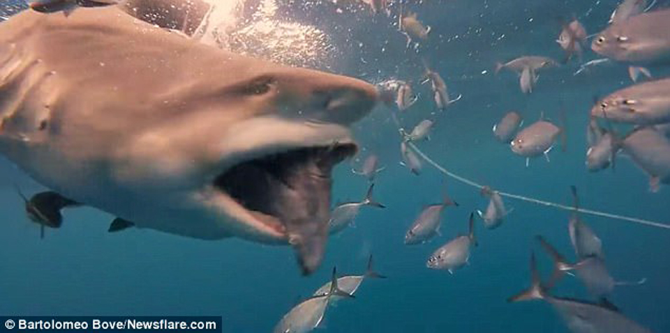 屏住呼吸！鯊魚(yú)捕食特寫(xiě)畫(huà)面曝光