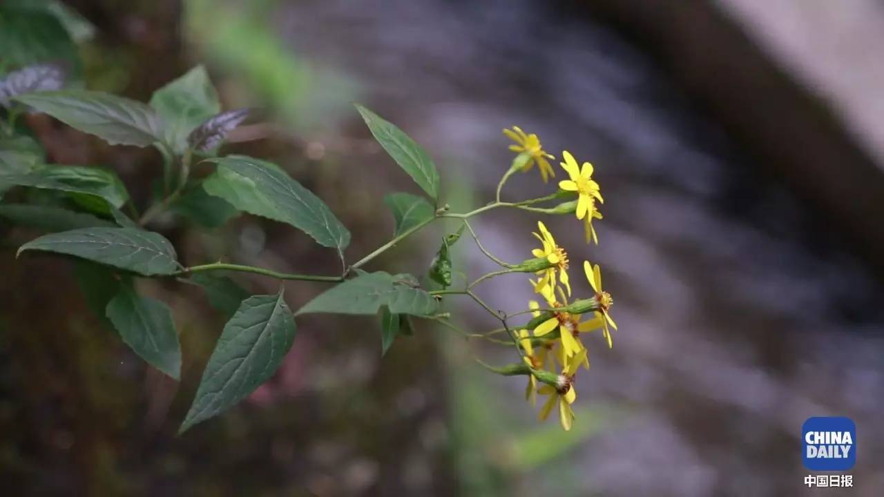 解碼中國丨這位當代“愚公”在懸崖峭壁上鑿出7千米水渠,現實比神話傳說更震撼!