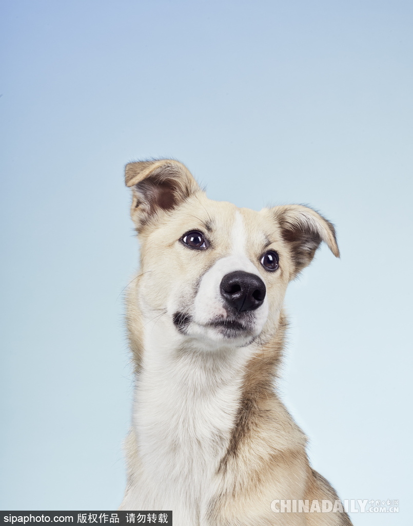 肖像藝術家為狗狗拍攝“證件照” 小家伙嚴肅可愛