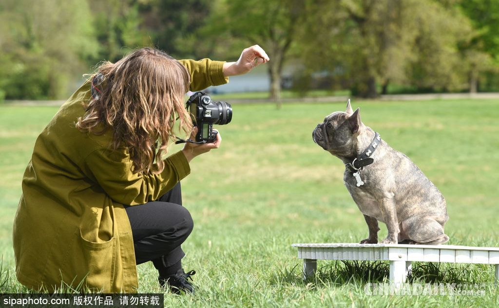 肖像藝術(shù)家為狗狗拍攝“證件照” 小家伙嚴(yán)肅可愛(ài)