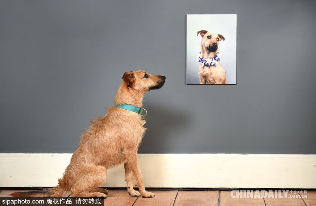 肖像藝術家為狗狗拍攝“證件照” 小家伙嚴肅可愛