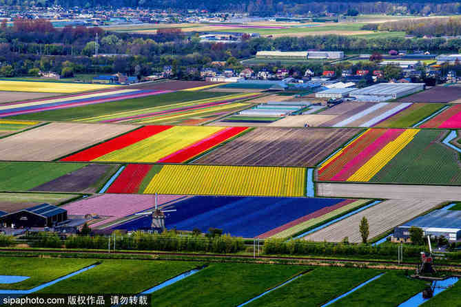 航拍荷蘭飛躍迷人郁金香花田 五彩繽紛如錦毯