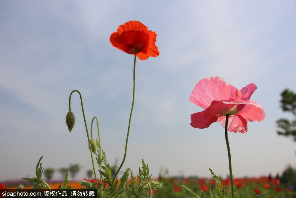 湖北孝感：鮮花盛開五彩繽紛 春風和煦游人醉