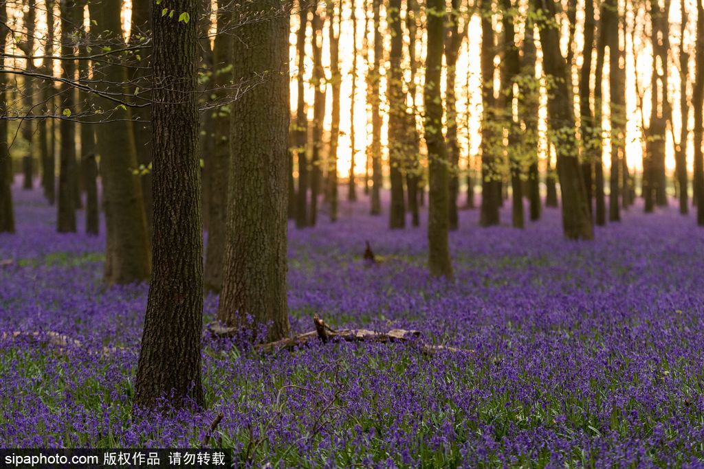 英國各地春光宜人 風鈴草盛開如畫