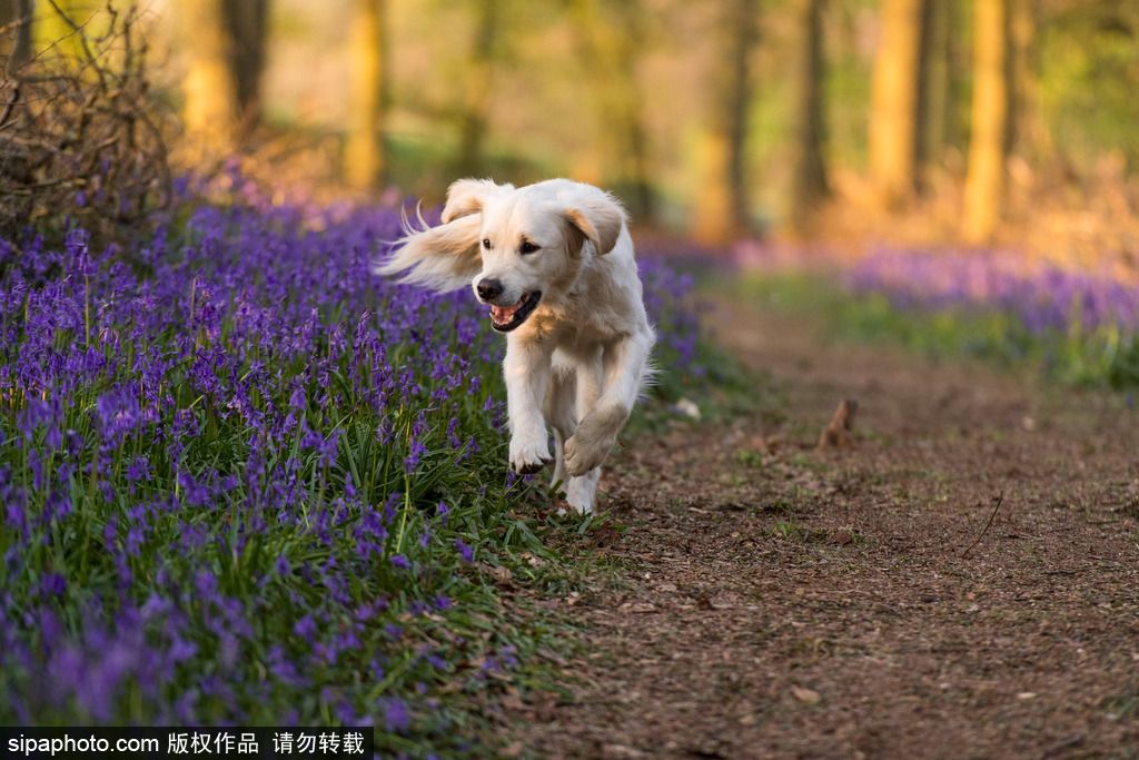英國各地春光宜人 風(fēng)鈴草盛開如畫