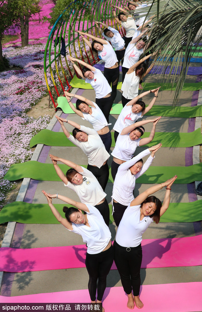 江蘇瑜伽愛好者花海林間展現運動之美 愉悅身心成靚麗風景