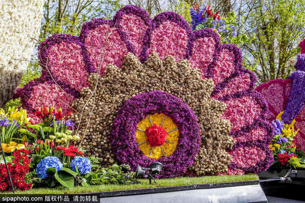荷蘭小鎮利瑟迎來花車游行活動 鮮艷亮麗十分奪目