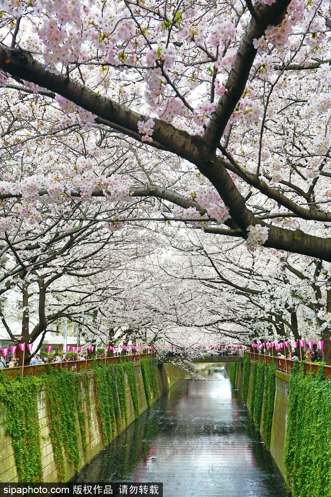 日本櫻花季之目黑河畔 絕美夢(mèng)幻陶醉春光