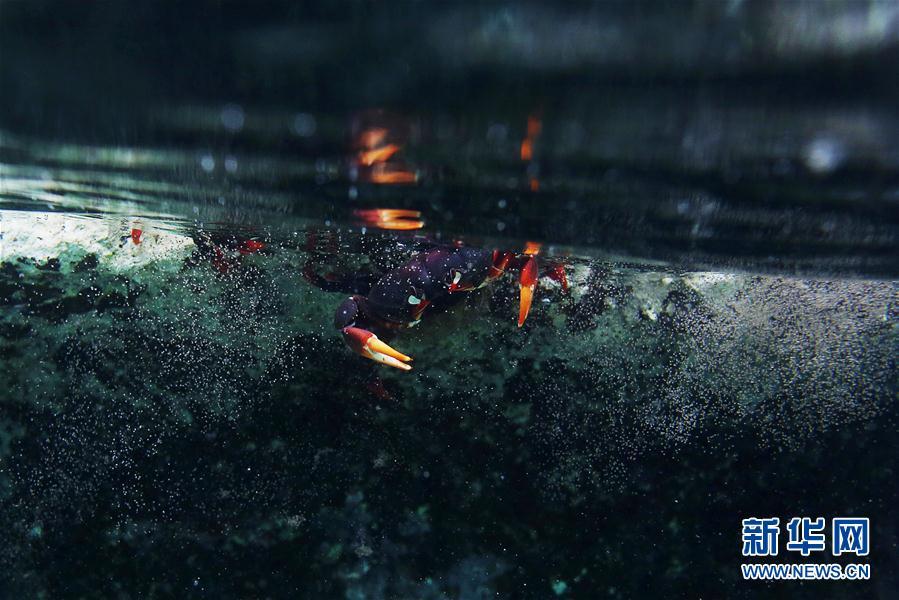 古巴吉隆灘螃蟹產卵