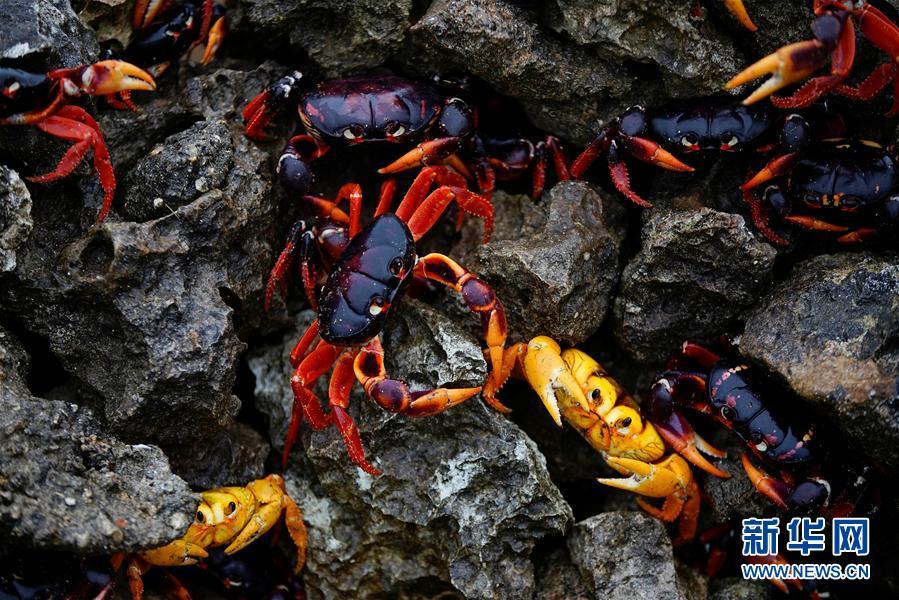 古巴吉隆灘螃蟹產(chǎn)卵