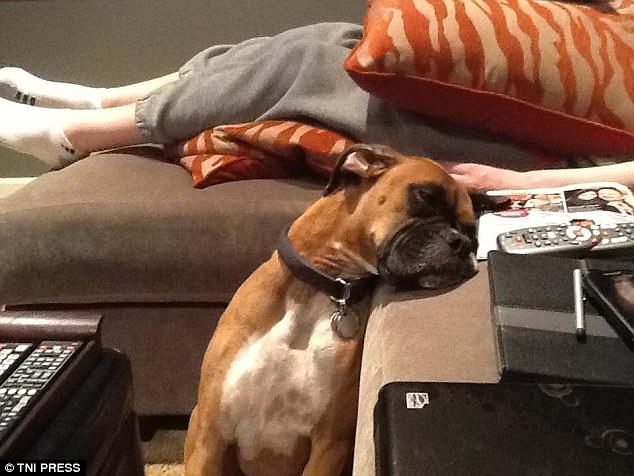 真心有點(diǎn)累 汪星人各種搞笑睡姿大合集