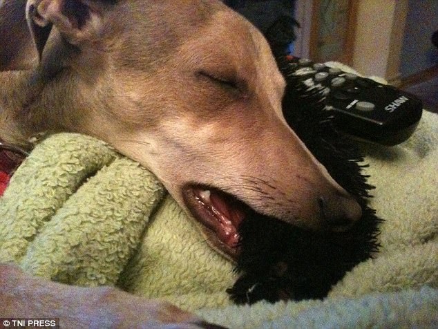 真心有點(diǎn)累 汪星人各種搞笑睡姿大合集