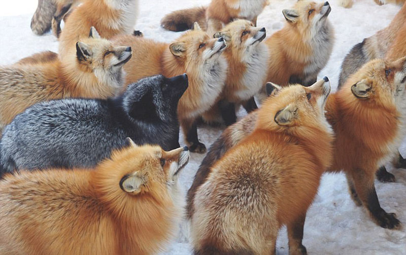 動物天堂！細數全球被動物“占領”的勝地