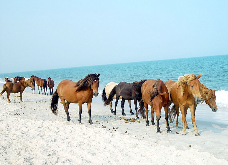 動物天堂！細數(shù)全球被動物“占領(lǐng)”的勝地