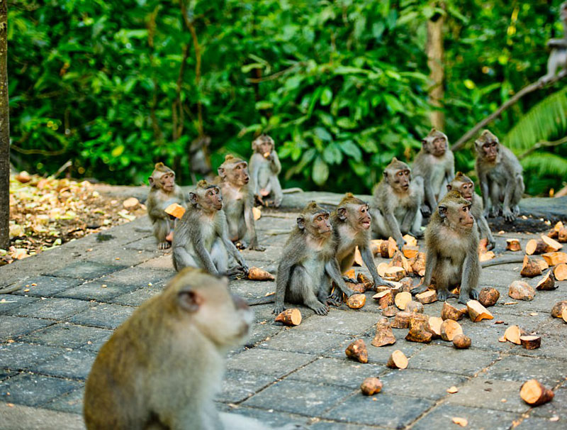 動物天堂！細數全球被動物“占領”的勝地