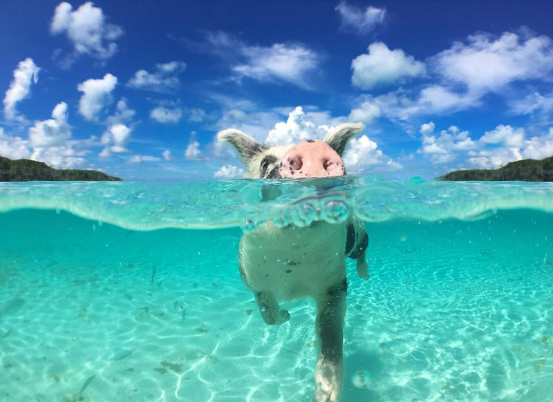 動物天堂！細數全球被動物“占領”的勝地