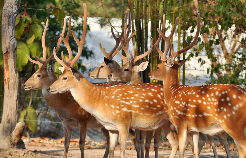 動(dòng)物天堂！細(xì)數(shù)全球被動(dòng)物“占領(lǐng)”的勝地