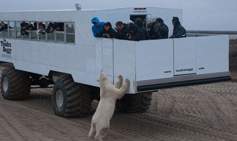 動物天堂！細數全球被動物“占領”的勝地