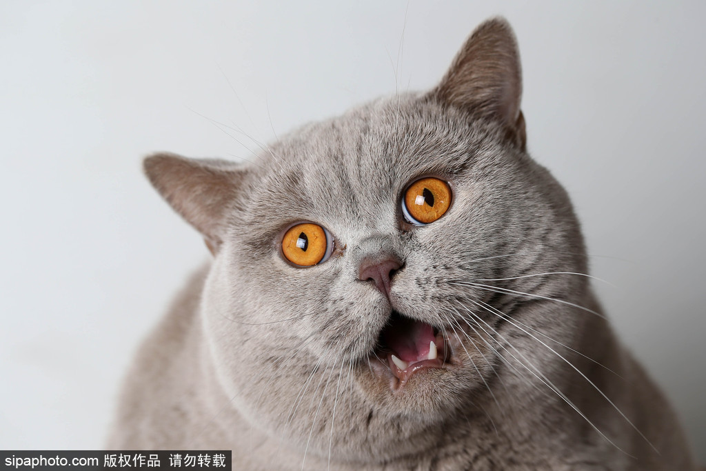 貓奴的天堂！愛爾蘭舉行至尊貓展 喵星人萌態百出呈現表情包