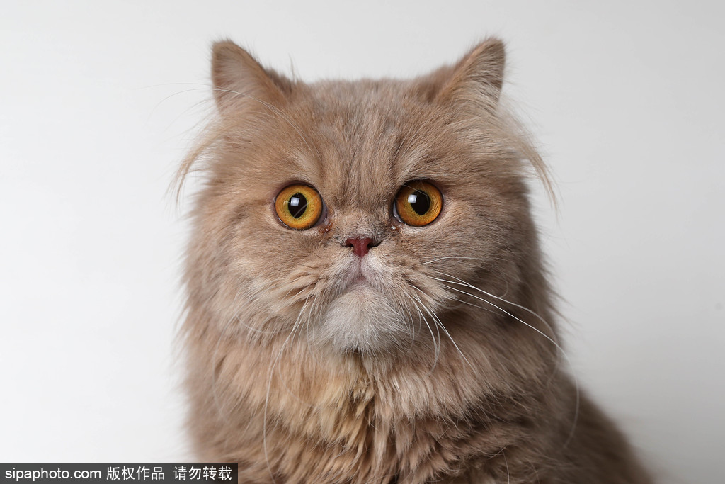 貓奴的天堂！愛爾蘭舉行至尊貓展 喵星人萌態百出呈現表情包