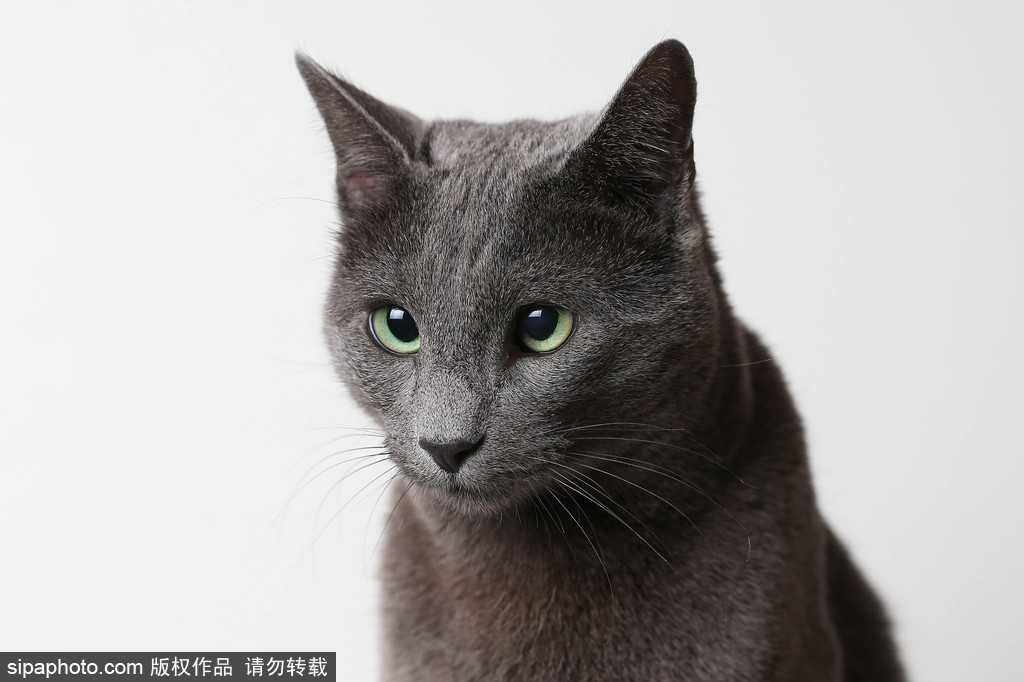 貓奴的天堂！愛爾蘭舉行至尊貓展 喵星人萌態(tài)百出呈現表情包