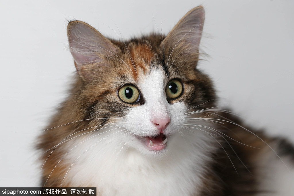 貓奴的天堂！愛(ài)爾蘭舉行至尊貓展 喵星人萌態(tài)百出呈現(xiàn)表情包