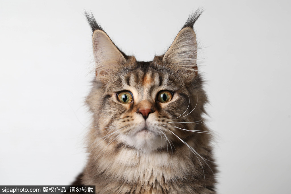 貓奴的天堂！愛爾蘭舉行至尊貓展 喵星人萌態(tài)百出呈現(xiàn)表情包