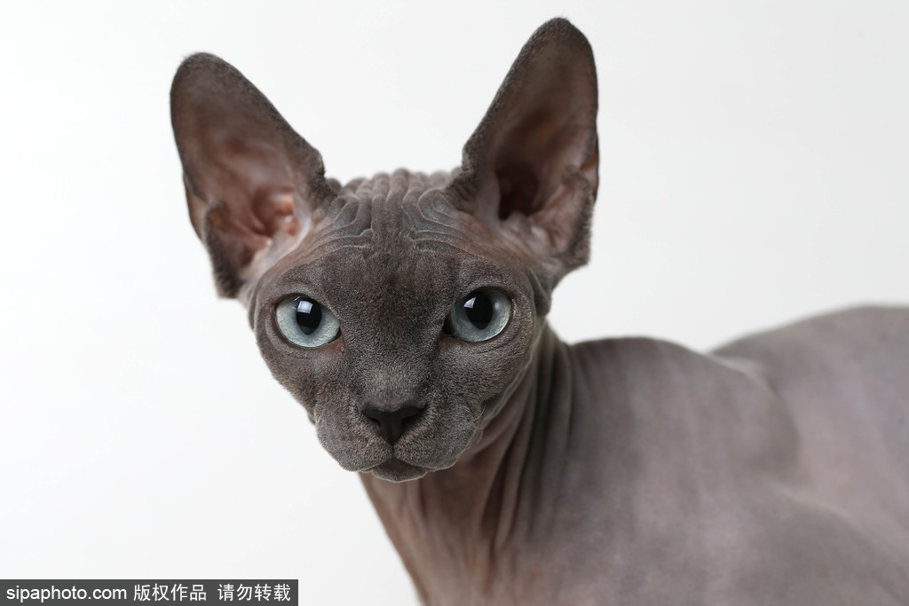 貓奴的天堂！愛爾蘭舉行至尊貓展 喵星人萌態(tài)百出呈現(xiàn)表情包