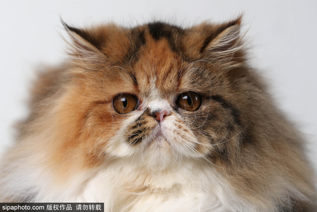 貓奴的天堂！愛(ài)爾蘭舉行至尊貓展 喵星人萌態(tài)百出呈現(xiàn)表情包