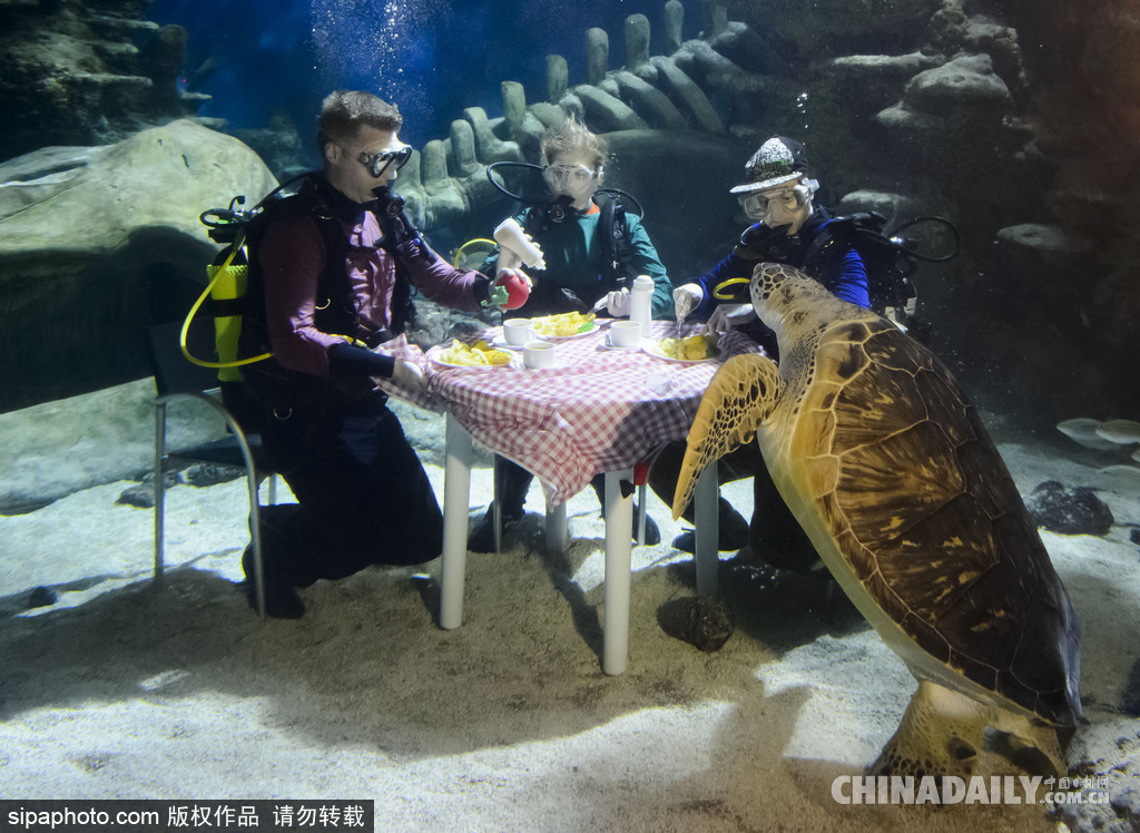 拼的就是創(chuàng)意 盤(pán)點(diǎn)水下世界趣聞不斷