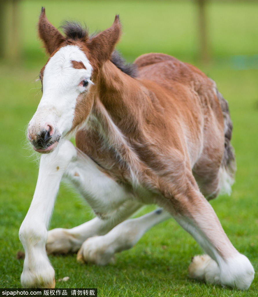 英國：剛出生四天小馬駒邁出“馬生”第一步 終于學(xué)會跑了