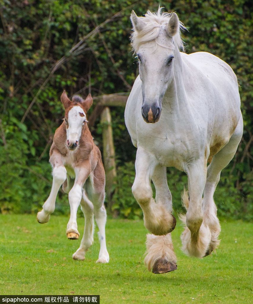 英國：剛出生四天小馬駒邁出“馬生”第一步 終于學(xué)會(huì)跑了