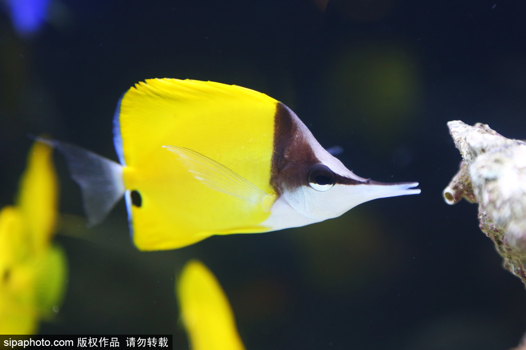 比比誰更萌！英國舉行寵物大賽 各式各樣歡樂有趣