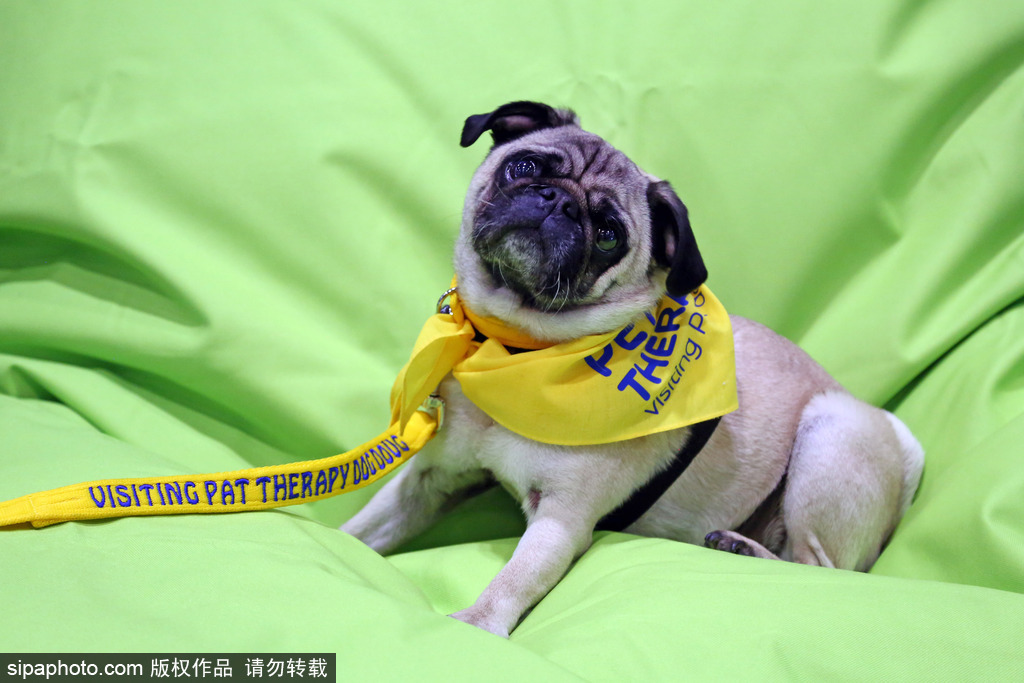 比比誰更萌！英國舉行寵物大賽 各式各樣歡樂有趣