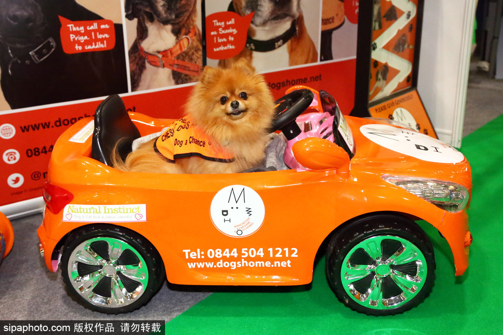 比比誰更萌！英國舉行寵物大賽 各式各樣歡樂有趣