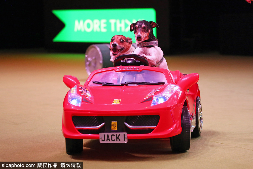 比比誰更萌！英國舉行寵物大賽 各式各樣歡樂有趣