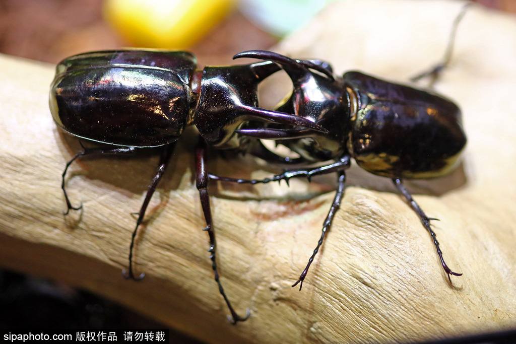 比比誰更萌！英國舉行寵物大賽 各式各樣歡樂有趣
