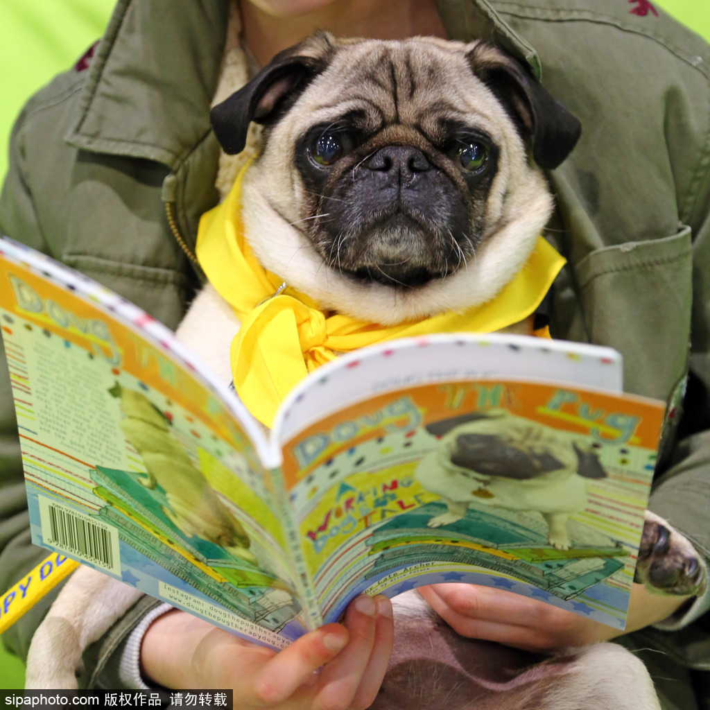 比比誰(shuí)更萌！英國(guó)舉行寵物大賽 各式各樣歡樂(lè)有趣