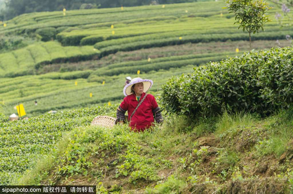 走近貴州遵義茶園 “蒼翠如海”
