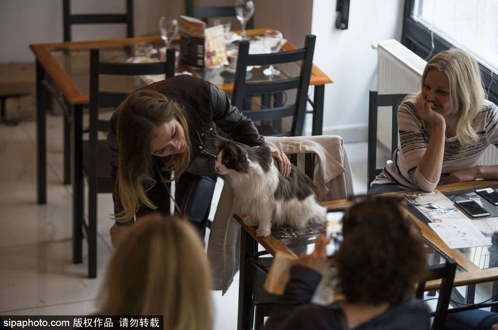 匈牙利布達(dá)佩斯貓咪咖啡館