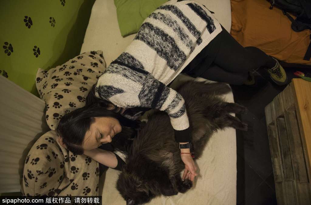 匈牙利布達(dá)佩斯貓咪咖啡館