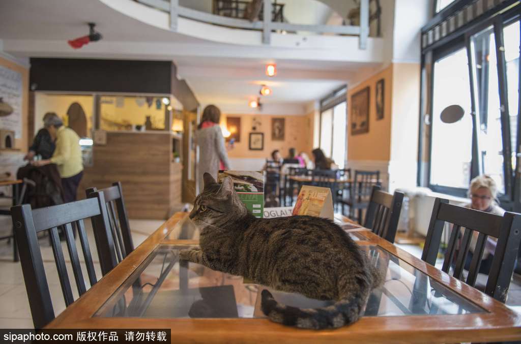 匈牙利布達佩斯貓咪咖啡館
