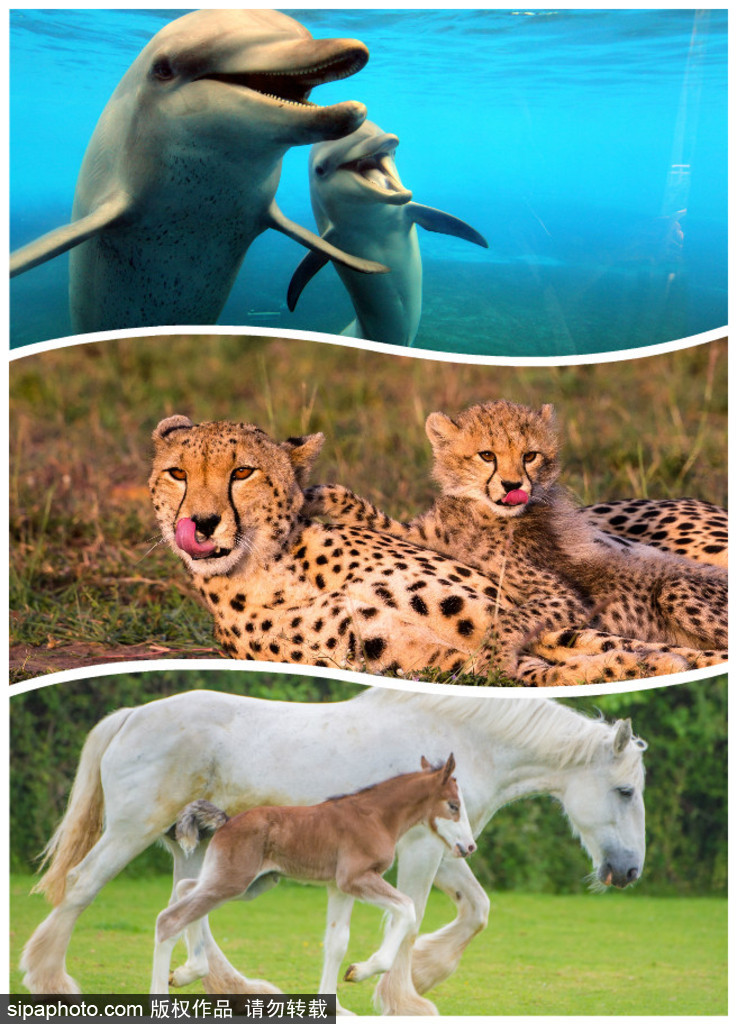 長大后我將成為你 母親節盤點動物界母子神同步