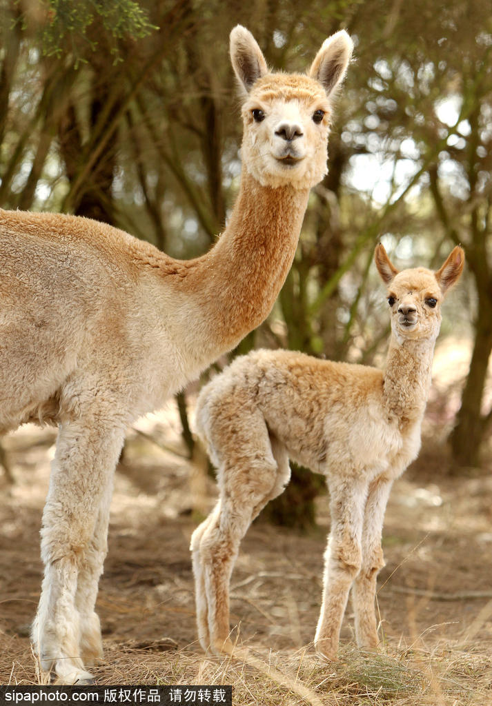 長大后我將成為你 母親節盤點動物界母子神同步