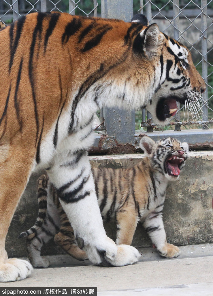 長大后我將成為你 母親節(jié)盤點(diǎn)動(dòng)物界母子神同步