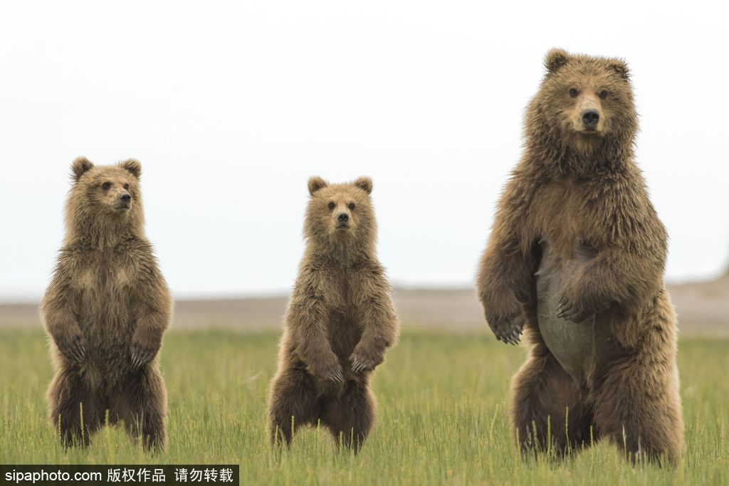 長大后我將成為你 母親節(jié)盤點動物界母子神同步