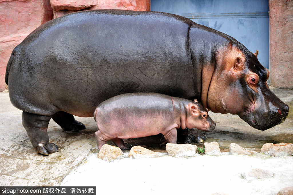 長大后我將成為你 母親節盤點動物界母子神同步